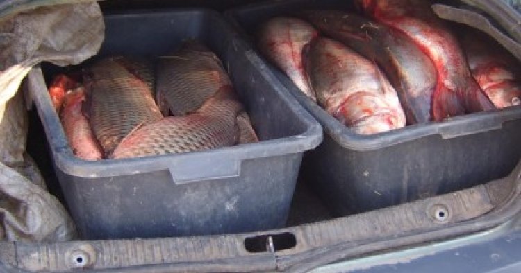 Braconaj la Tulcea: poliţiştii au confiscat 40 kilograme de peşte